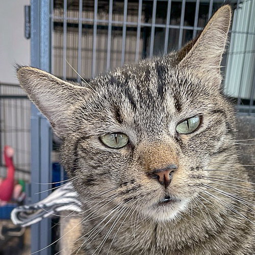 Tater Tot, Young Tabby / Domestic Short Hair / Mixed (short coat), cat for adoption in Des Plaines, Illinois