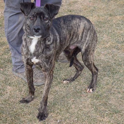 MATEO - Cattle Dog / Boxer available for adoption