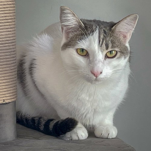 ASPEN - Tabby / Domestic Short Hair available for adoption