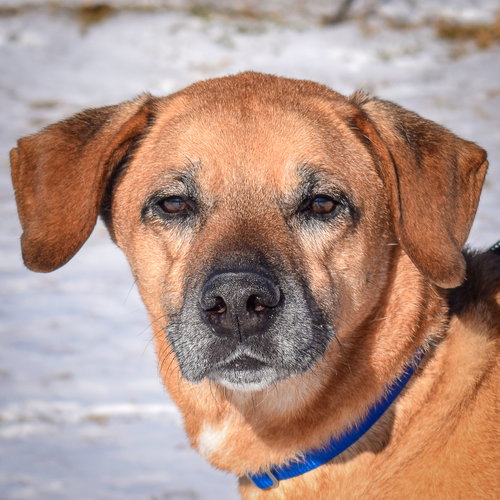 picture of the dog needing adoption