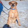 Harley - Photo 3
