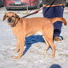 Harley - Photo 4