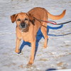Harley - Photo 5