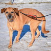 Harley - Photo 6