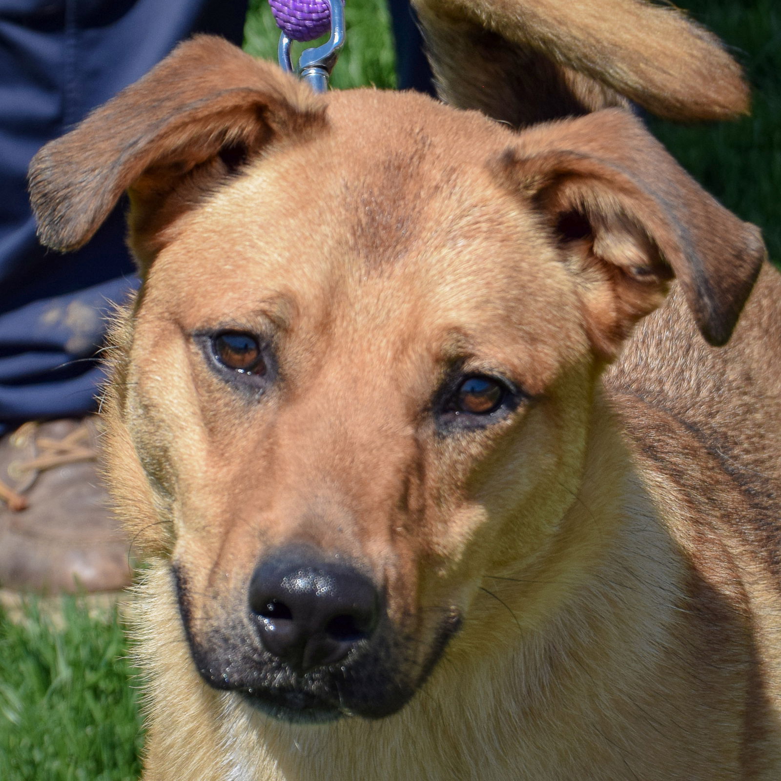 adoptable Dog in Huntley, IL named Charles