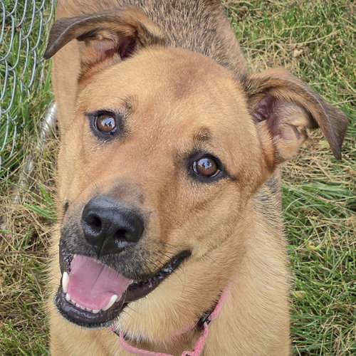 picture of the dog needing adoption