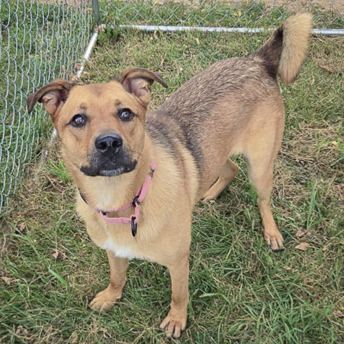 CHARLES - Labrador Retriever / German Shepherd Dog available for adoption