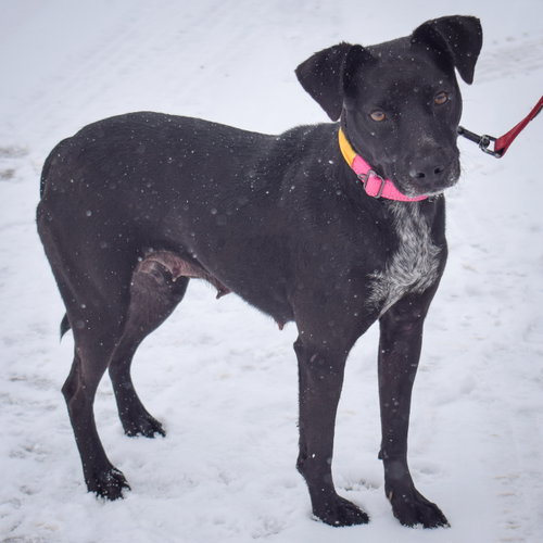 Pepper, an adoptable Black Labrador Retriever / Beagle / Mixed at Animal House Shelter — photo 5