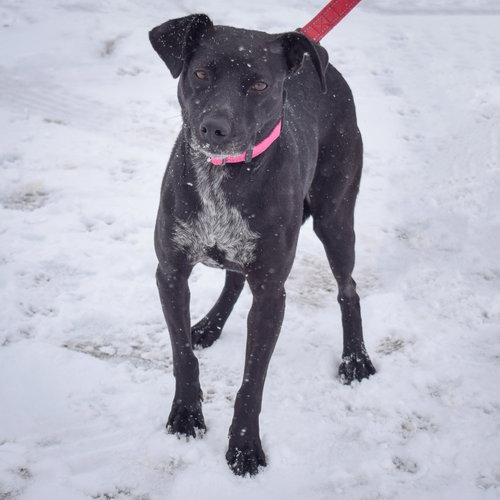 Pepper, an adoptable Black Labrador Retriever / Beagle / Mixed at Animal House Shelter — photo 6