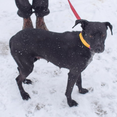 Pepper, an adoptable Black Labrador Retriever / Beagle / Mixed at Animal House Shelter — photo 7