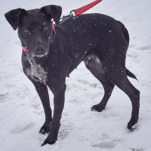 Pepper, an adoptable Black Labrador Retriever / Beagle / Mixed at Animal House Shelter — photo 8