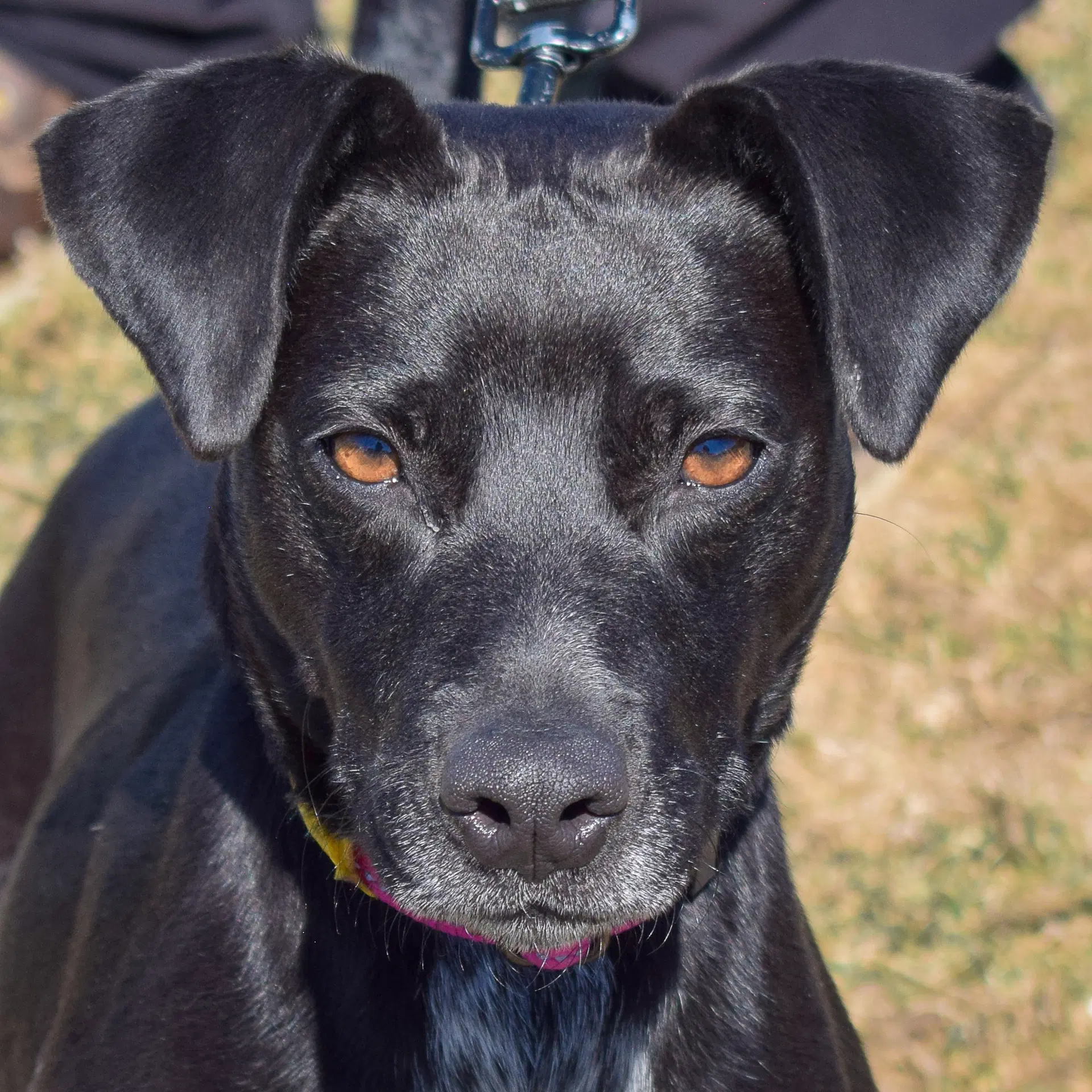 Pepper - Black Labrador Retriever
