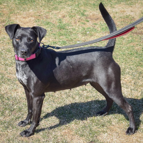 Pepper, an adoptable Black Labrador Retriever / Beagle / Mixed at Animal House Shelter — photo 2