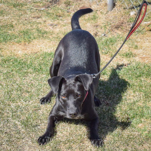 Pepper, an adoptable Black Labrador Retriever / Beagle / Mixed at Animal House Shelter — photo 3