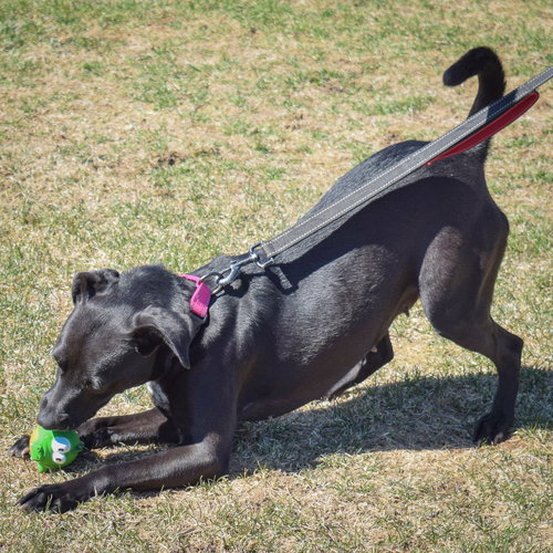 Pepper, an adoptable Black Labrador Retriever / Beagle / Mixed at Animal House Shelter — photo 4