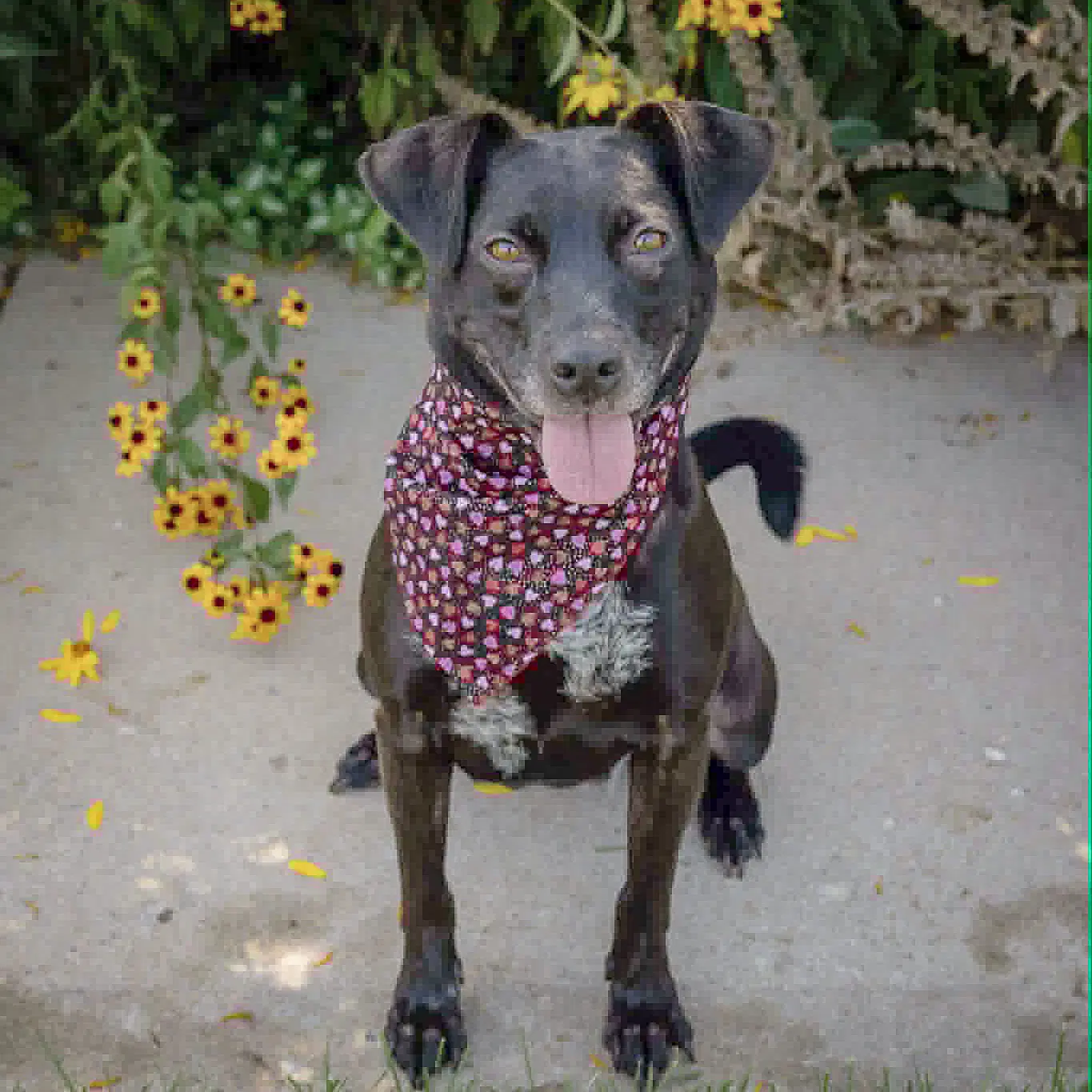 Pepper image 4