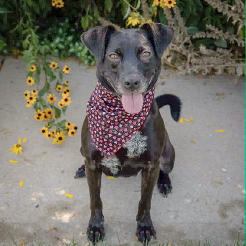 Pepper photo 2