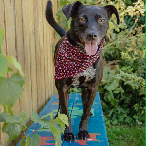 Pepper photo 3