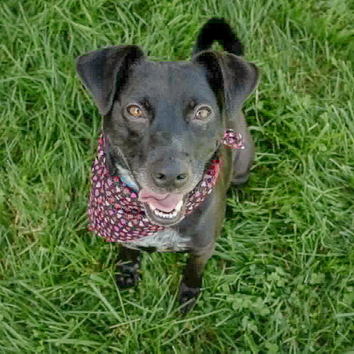Pepper photo 4