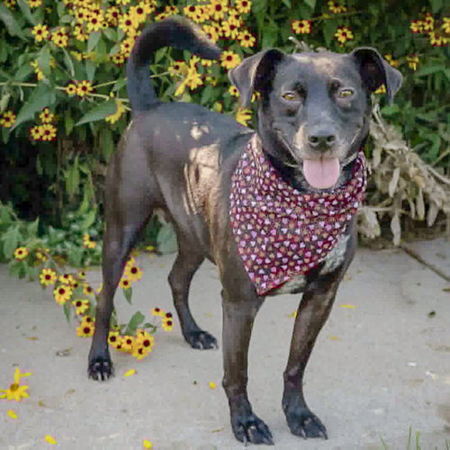 Pepper photo 5
