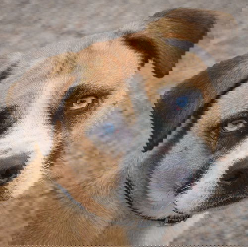 picture of the dog needing adoption