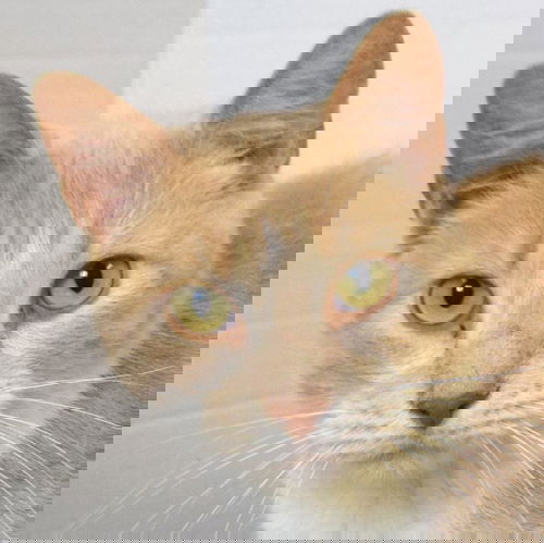 picture of the cat needing adoption