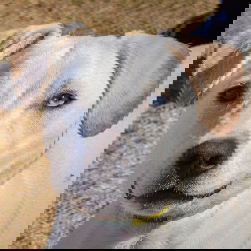picture of the dog needing adoption