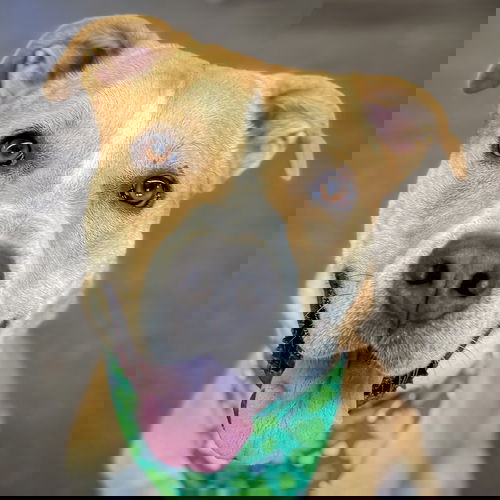 picture of the dog needing adoption