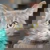 adoptable Cat in huntley, IL named Jane