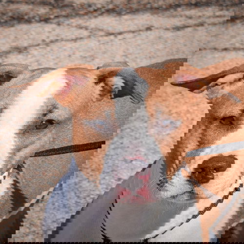 picture of the dog needing adoption