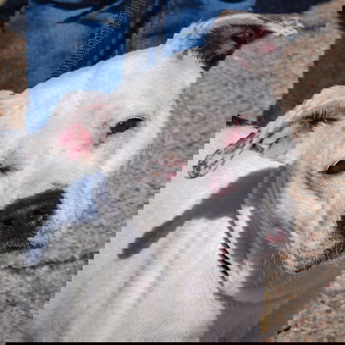 picture of the dog needing adoption
