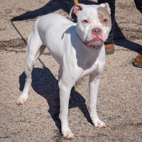 Iris, an adoptable American Staffordshire Terrier / American Bulldog / Mixed at Animal House Shelter — photo 2