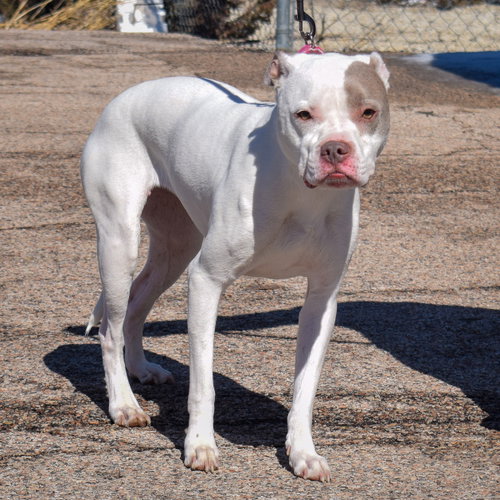 Iris, an adoptable American Staffordshire Terrier / American Bulldog / Mixed at Animal House Shelter — photo 3