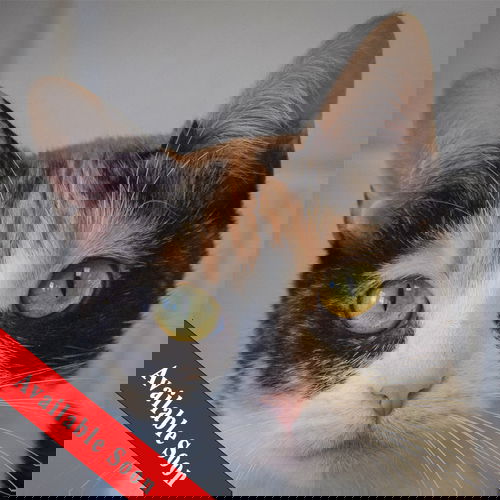picture of the cat needing adoption