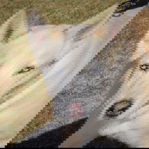 picture of the dog needing adoption