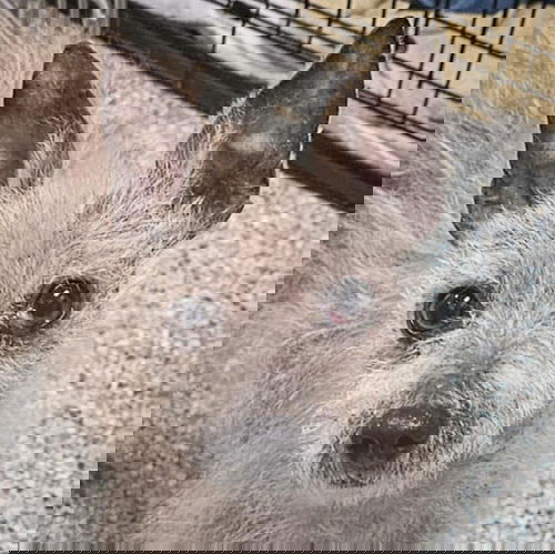 picture of the dog needing adoption