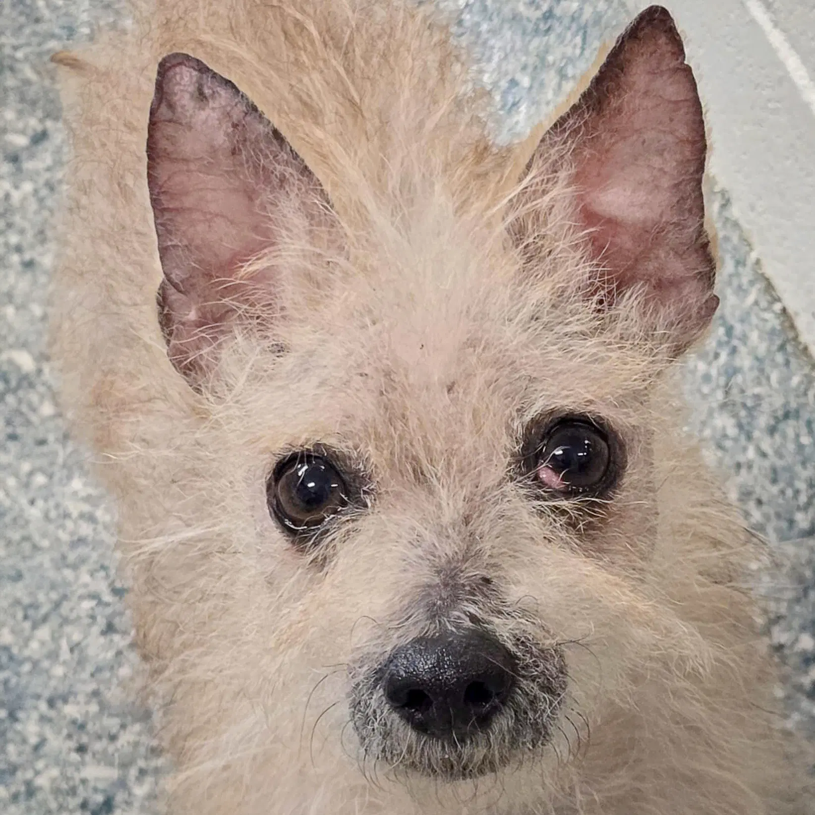 Sanders - Chihuahua