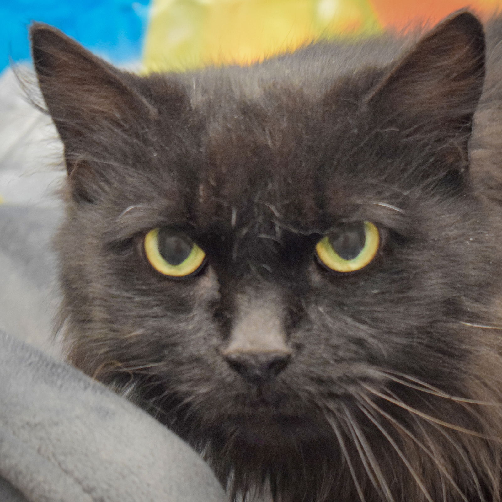 adoptable Cat in Huntley, IL named Limberger