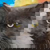 adoptable Cat in  named Limberger