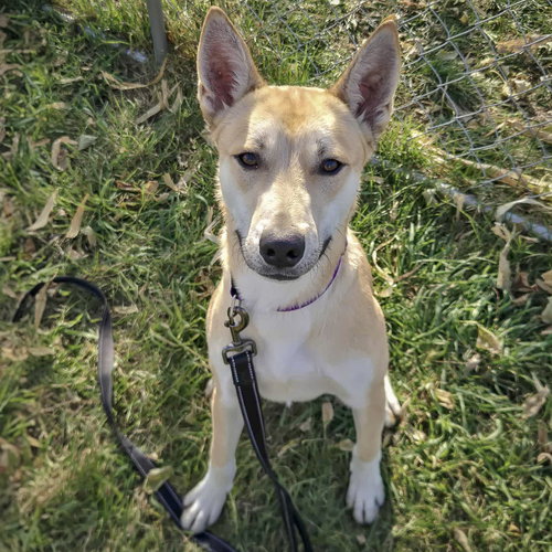 BART - Husky / Carolina Dog available for adoption
