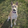 Bart - Photo 3