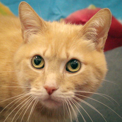 picture of the cat needing adoption