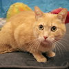 Huey - Photo 2