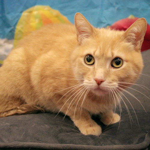 HUEY - Tabby / Domestic Short Hair available for adoption
