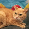 Huey - Photo 4