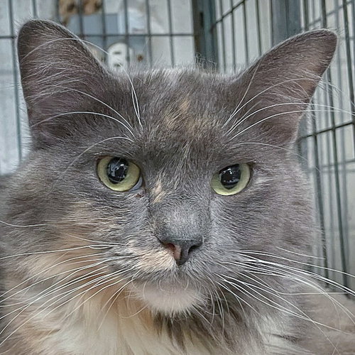 picture of the cat needing adoption