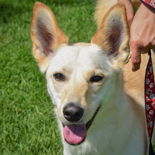 Luna Mae, an adoptable Yellow Labrador Retriever in Huntley, IL