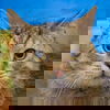 adoptable Cat in huntley, IL named Samuel