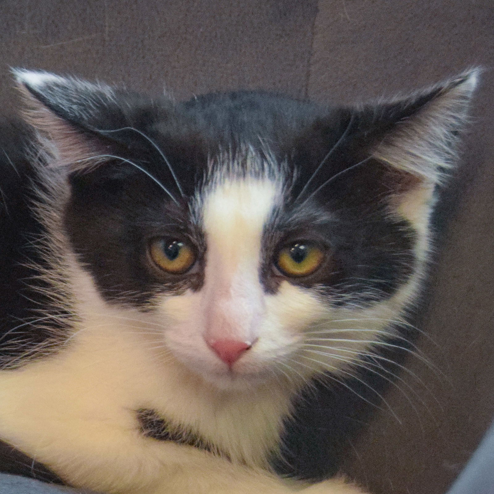 adoptable Cat in Huntley, IL named Ella