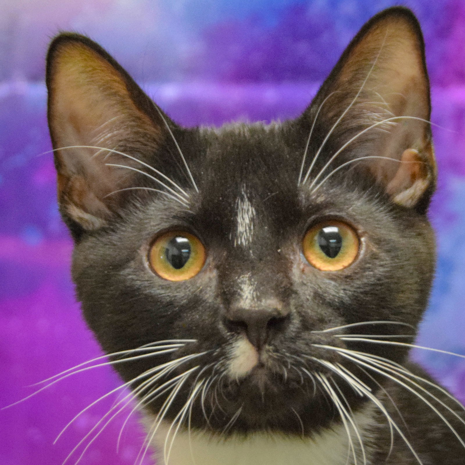 adoptable Cat in Huntley, IL named Sarabi